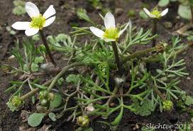 Attēlu rezultāti vaicājumam “Batrachium”