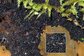 Attēlu rezultāti vaicājumam “Ruzenia spermoides”