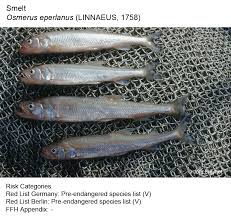 Image result for Osmerus eperlanus
