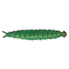 Attēlu rezultāti vaicājumam “Plutella xylostella”