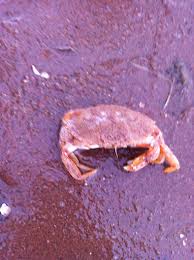 Image result for Cancer irroratus