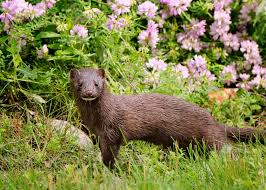 Attēlu rezultāti vaicājumam “Mustela vison”