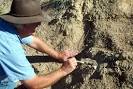 Ancient Rhinoceros Fossil Discovered - Wind Cave National Park