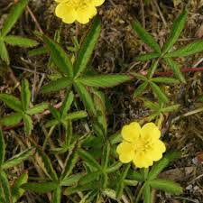 Attēlu rezultāti vaicājumam “Potentilla reptans leaf”