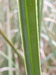 Attēlu rezultāti vaicājumam “Cladium mariscus”