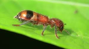 Attēlu rezultāti vaicājumam “Cleridae”