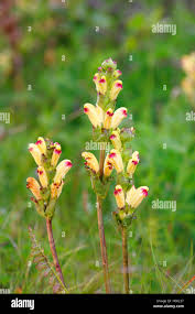 Attēlu rezultāti vaicājumam “Pedicularis sceptrum-carolinum”