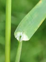 Attēlu rezultāti vaicājumam “Poa humilis”