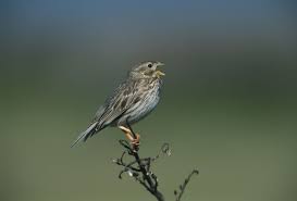 Image result for Emberiza calandra