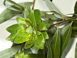 Attēlu rezultāti vaicājumam “Rhabdophaga rosaria”