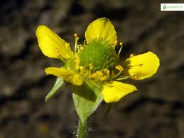 Attēlu rezultāti vaicājumam “Geum urbanum flower”