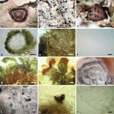Attēlu rezultāti vaicājumam “Arthonia byssacea”