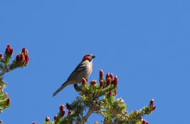 Image result for Pinicola enucleator