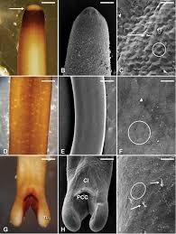 Attēlu rezultāti vaicājumam “Gordius aquaticus”