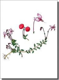 Attēlu rezultāti vaicājumam “Oxycoccus microcarpus”