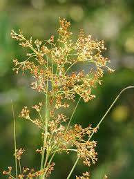 Attēlu rezultāti vaicājumam “Cladium mariscus”