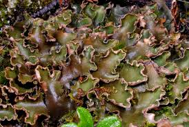 Attēlu rezultāti vaicājumam “Peltigera malacea”