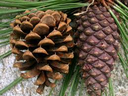 Attēlu rezultāti vaicājumam “Pinus ponderosa”