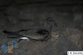 Image result for Oceanodroma castro