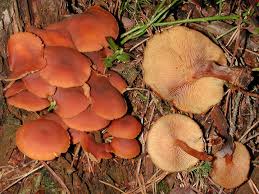 Attēlu rezultāti vaicājumam “Gymnopilus picreus”