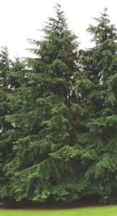 Attēlu rezultāti vaicājumam “Tsuga canadensis”