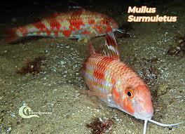 Image result for Mullus surmuletus