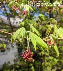 Attēlu rezultāti vaicājumam “Acer pseudosieboldianum”