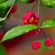 Attēlu rezultāti vaicājumam “Euonymus fruit”