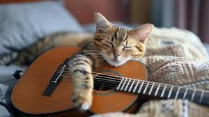 Image result for Cat sleeping in guitar