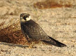 Attēlu rezultāti vaicājumam “Falco subbuteo adult”