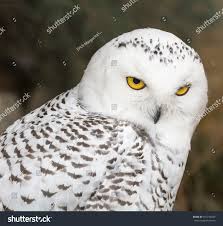 Image result for Bubo scandiacus