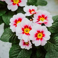 Attēlu rezultāti vaicājumam “Primula”