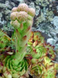 Attēlu rezultāti vaicājumam “Jovibarba globifera bud”