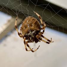 Attēlu rezultāti vaicājumam “Araneus diadematus”