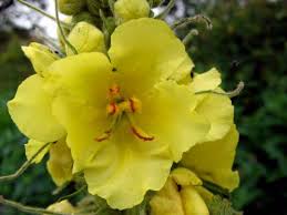 Image result for Königskerzen