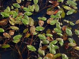 Attēlu rezultāti vaicājumam “Potamogeton natans leaf”