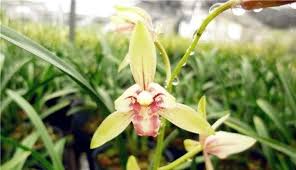 Image result for Jundao