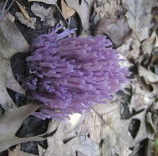 Attēlu rezultāti vaicājumam “Clavulina amethystina”