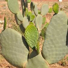 Attēlu rezultāti vaicājumam “Clastodermataceae”