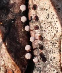 Attēlu rezultāti vaicājumam “Physarum murinum”