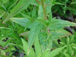 Attēlu rezultāti vaicājumam “Epilobium roseum leaf”