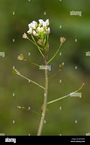 Attēlu rezultāti vaicājumam “Capsella bursa-pastoris bud”