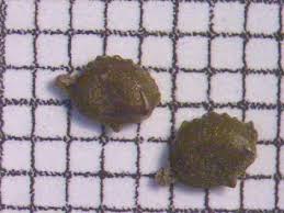 Attēlu rezultāti vaicājumam “Potamogeton trichoides”