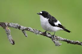 Attēlu rezultāti vaicājumam “Ficedula hypoleuca”