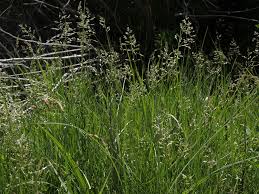 Attēlu rezultāti vaicājumam “Poa pratensis flower”