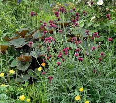 Attēlu rezultāti vaicājumam “Cirsium heterophyllum”
