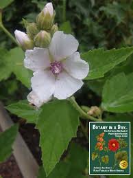 Attēlu rezultāti vaicājumam “Malvaceae”