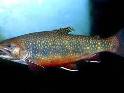 Image result for Salvelinus faroensis