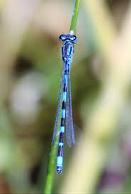 Attēlu rezultāti vaicājumam “Coenagrion armatum female”