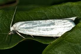 Attēlu rezultāti vaicājumam “Eana argentana”